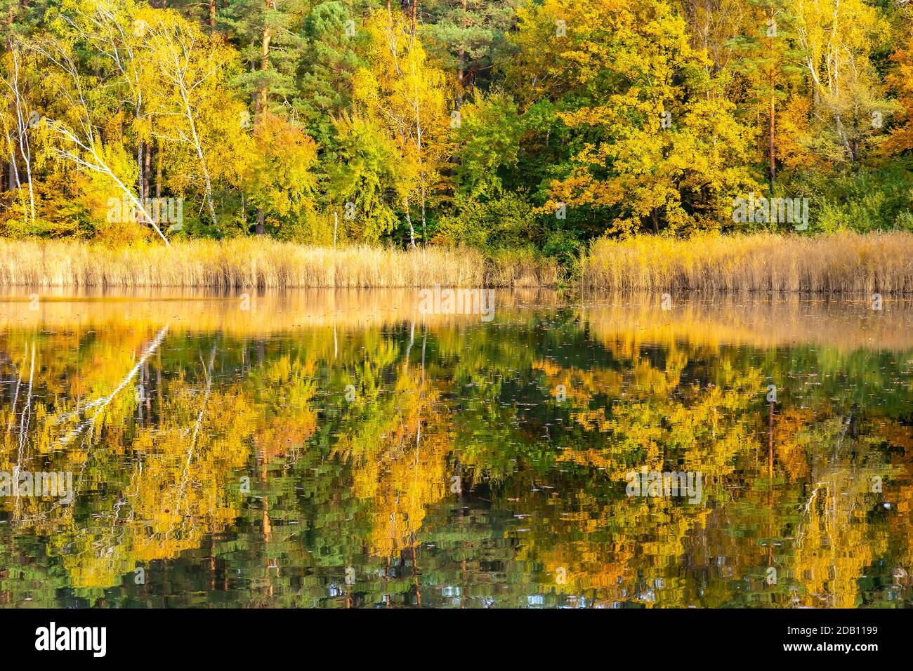 Alberi d'autunno e riflessi nello stagno Foto Stock