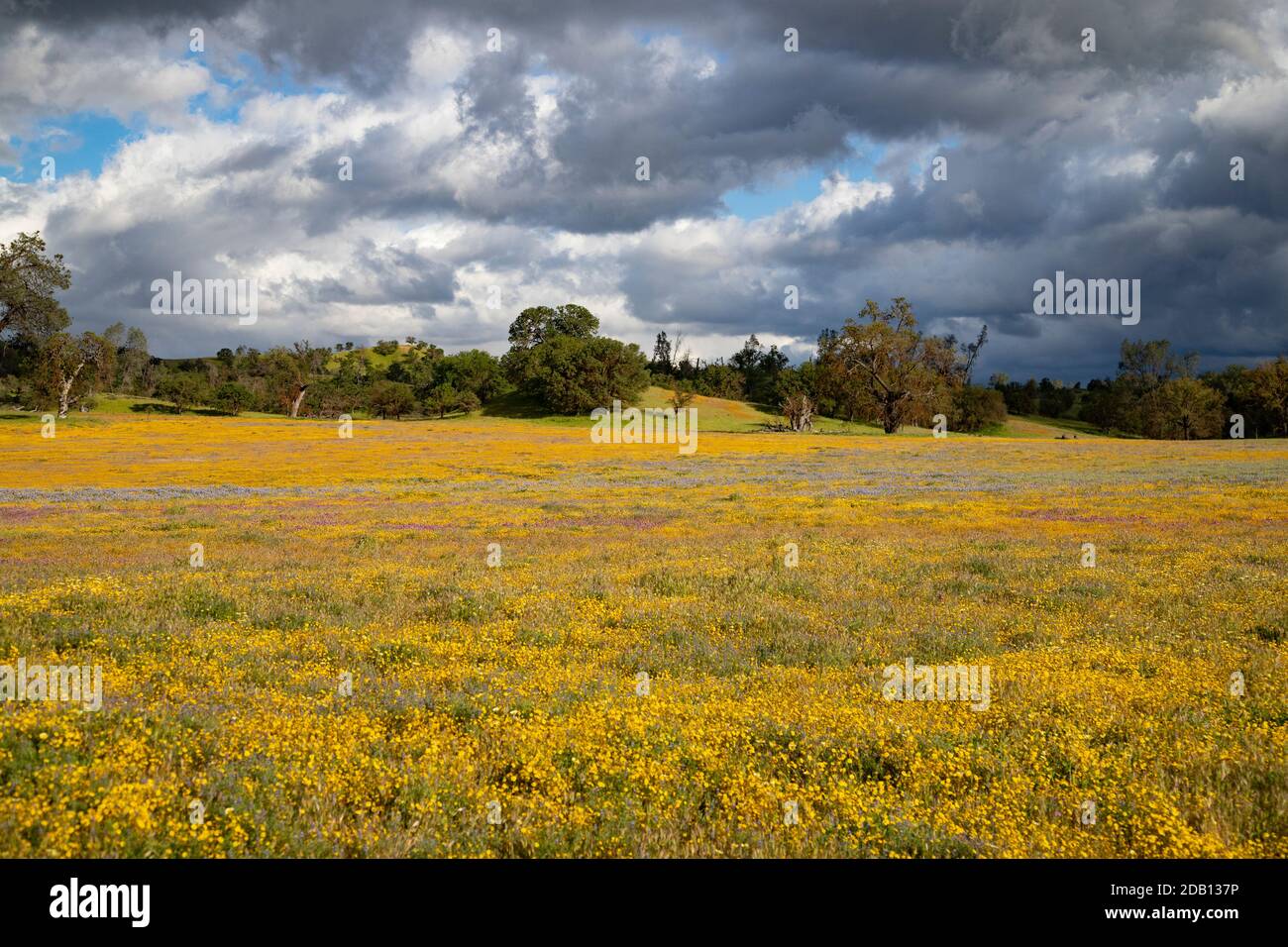 Carissa Plains San Luis Obispo County California superfiore sotto tempesta cielo Foto Stock
