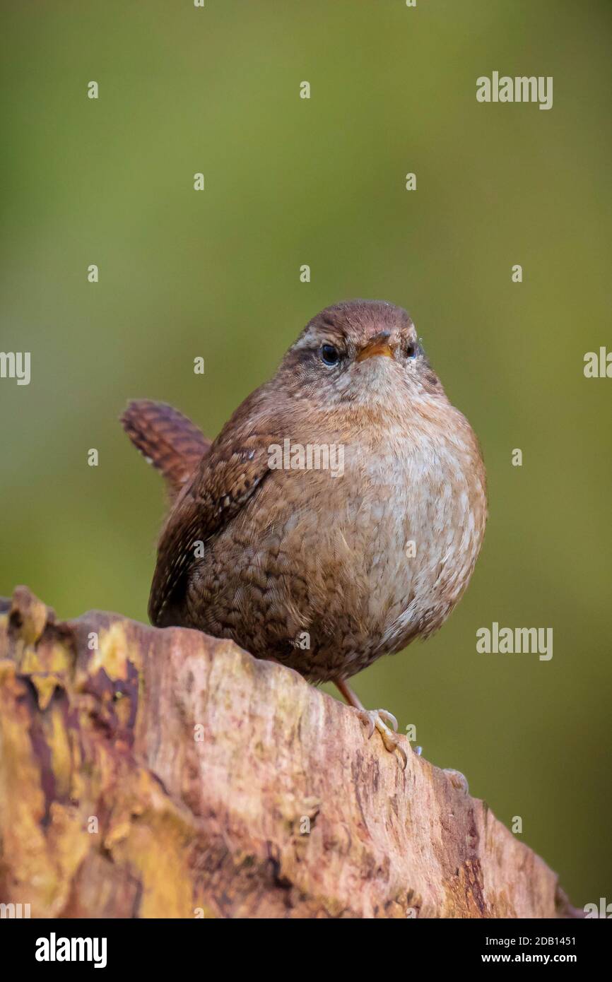 Closeup di un uccello eurasiatico Wren, Troglodytes troglodytes, uccello che canta in una foresta durante la stagione primingtime. Foto Stock