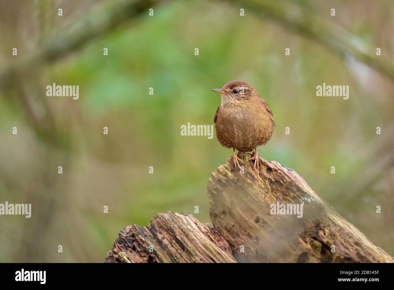 Closeup di un uccello eurasiatico Wren, Troglodytes troglodytes, uccello che canta in una foresta durante la stagione primingtime. Foto Stock