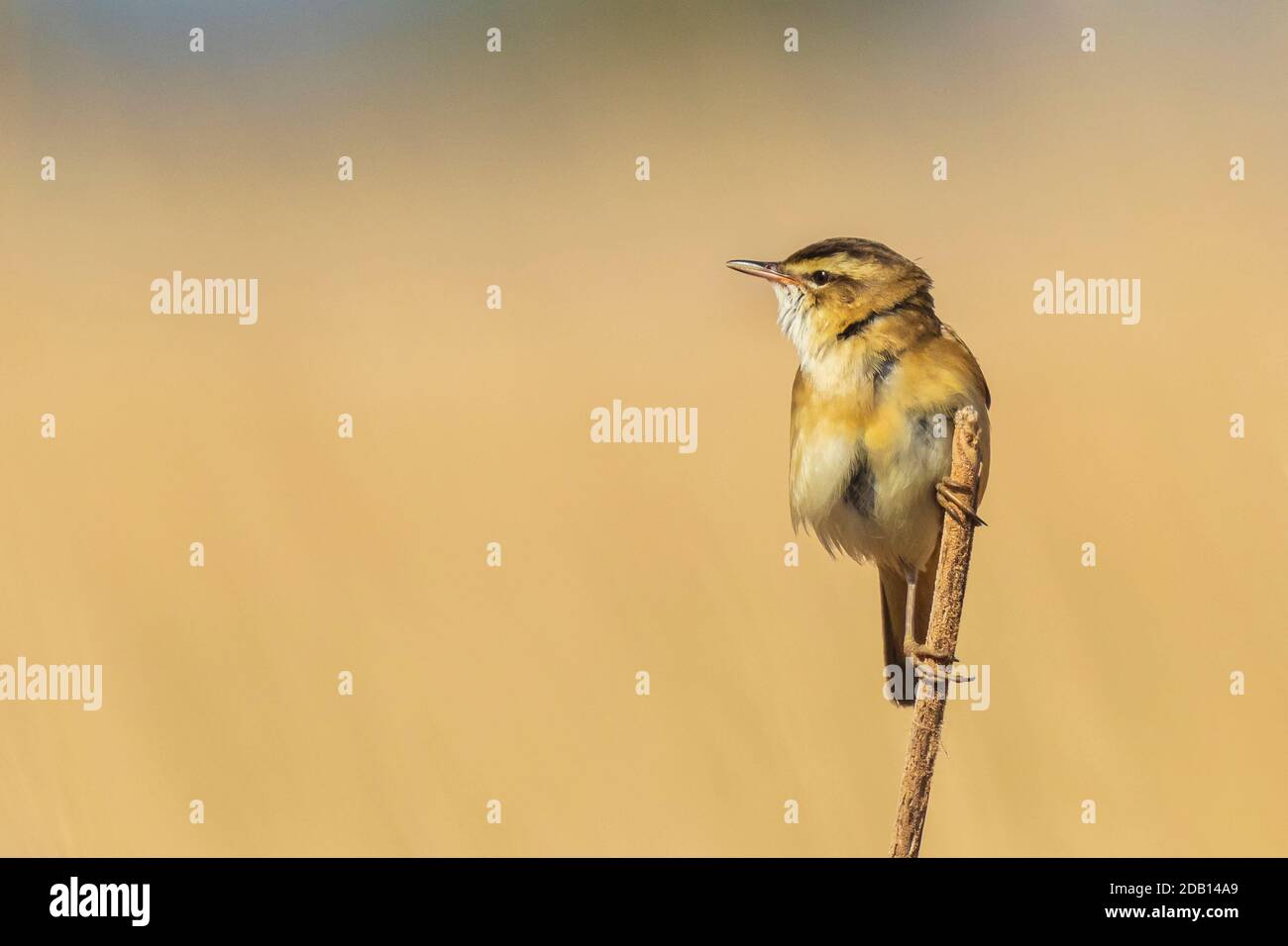 Sedge Warbler Acrocephalus schoenobaenus uccello cantare in canne durante l'alba. Stagione primaverile Foto Stock