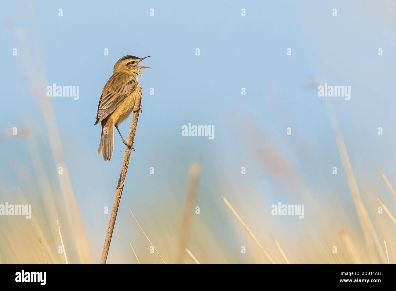 L'uccello di Acrocephalus scirpaceus del verricello eurasiano che canta nelle canne durante l'alba. Stagione primaverile Foto Stock
