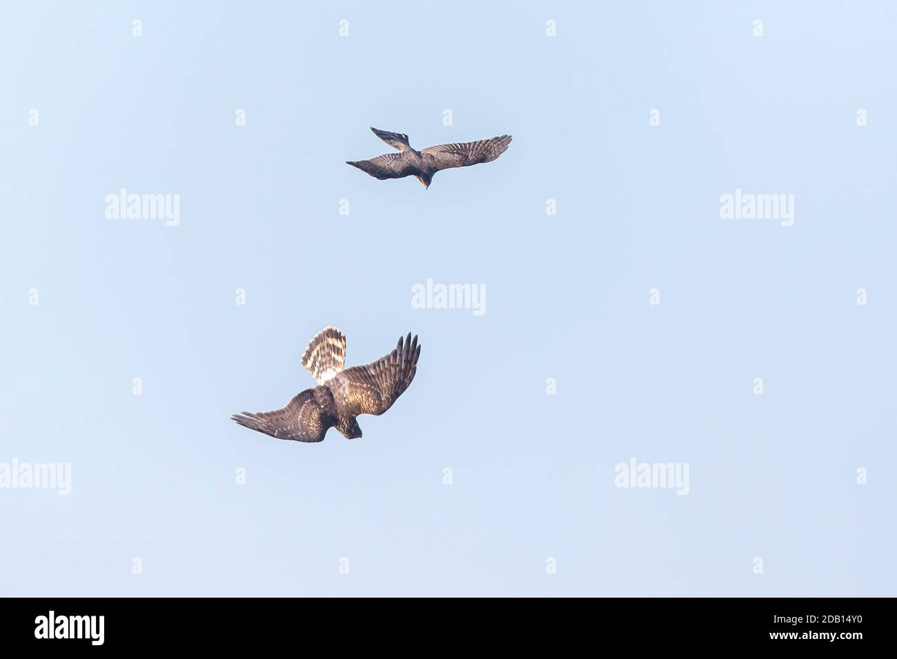 Femmina Hen harrier, Circus cyaneus, o arrier settentrionale combattendo con uno Sparrowhawk, Accipiter nisus Foto Stock