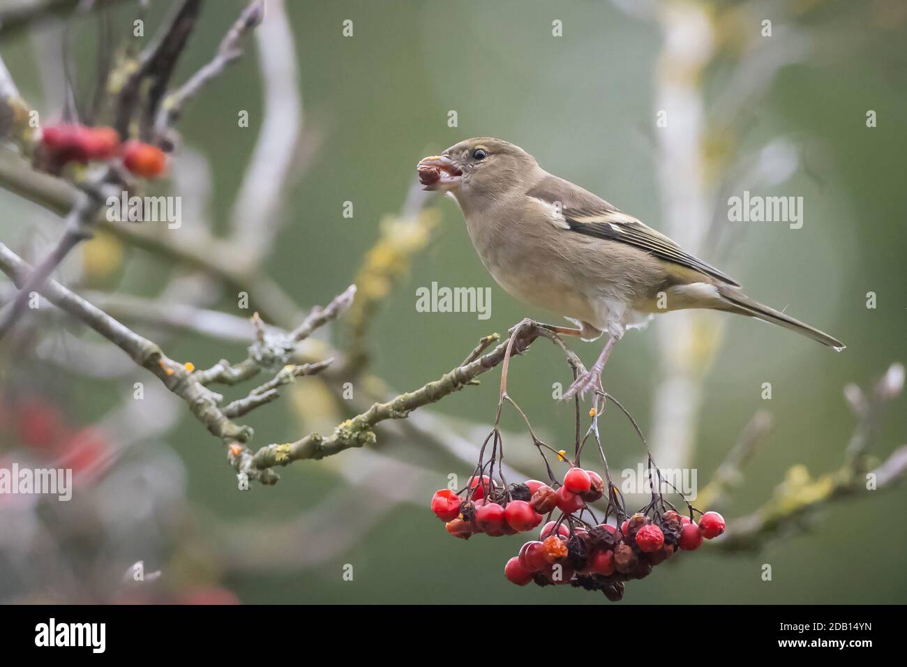 Primo piano di una femmina di fringuello, Fringilla coelebs, arroccato in una struttura ad albero Foto Stock