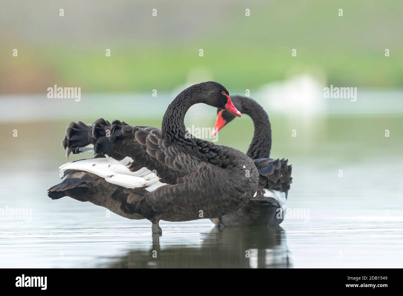 Cigno nero, Cigno atrato, posa e preparazione, nuoto sulla superficie dell'acqua. Tecnica di messa a fuoco selettiva utilizzata. Foto Stock