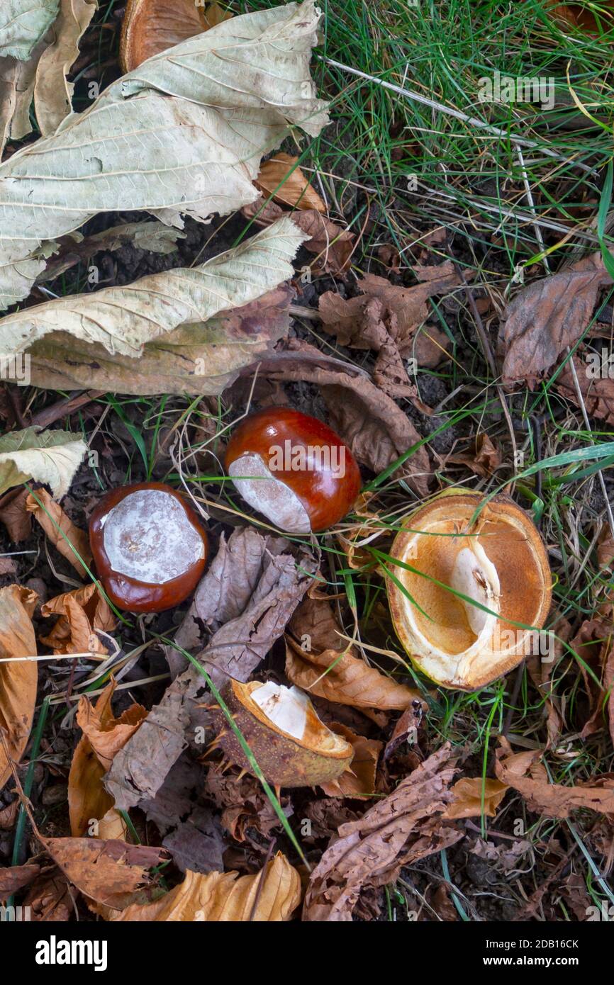 I dadi maturi dell'albero di Buckeye caddero a terra in autunno. Primo piano di due Buckeyes, messa a fuoco selettiva. Foto Stock