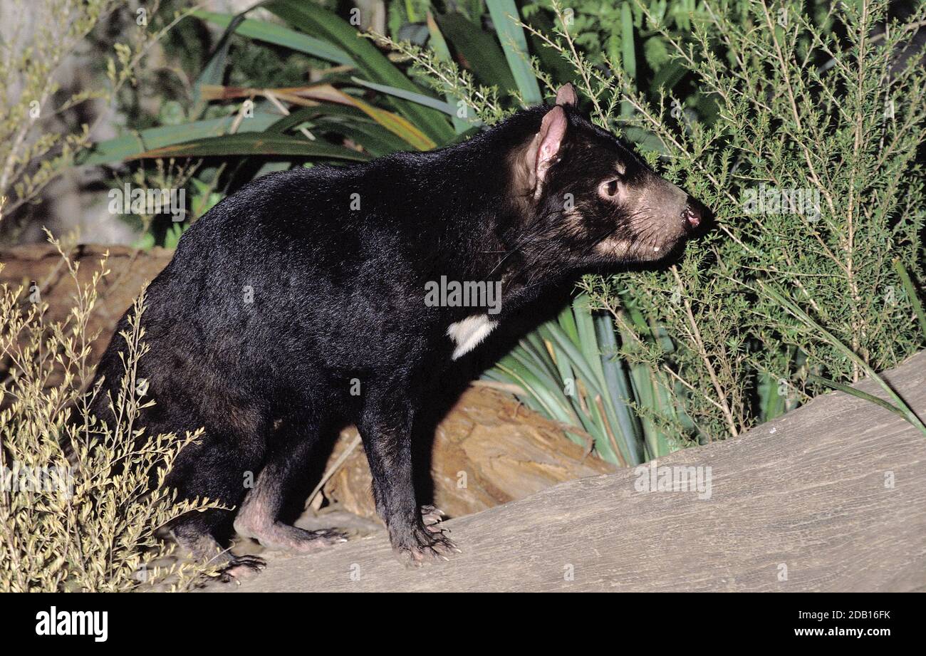SARCOFHILUS harrisi DEL DIAVOLO DELLA TASMANIA, ADULTO Foto Stock