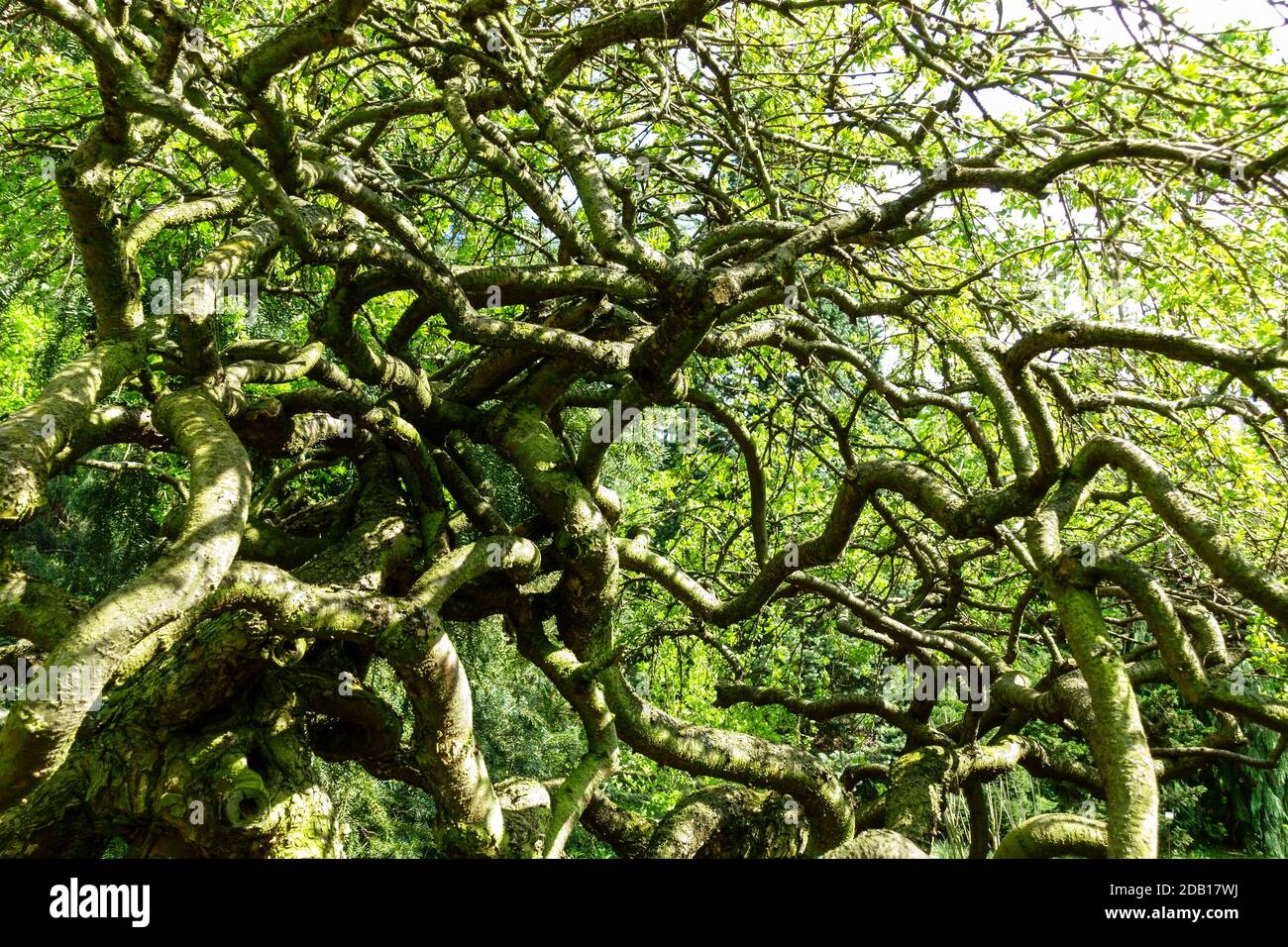 Albero intrecciato Vecchio Caragana arborescens 'Pendula' rami intrecciati vista dal basso dell'albero. Foto Stock