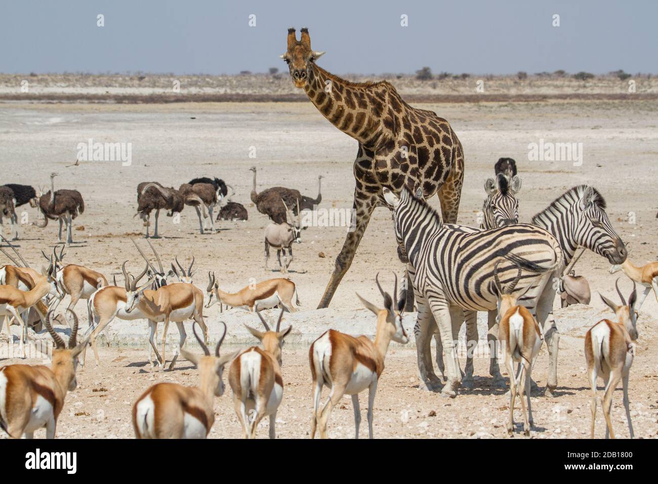 Gran gruppo di animali africani (giraffe, zebre, struzzi, antilopi) al Parco Nazionale di Etosha, Namibia Foto Stock