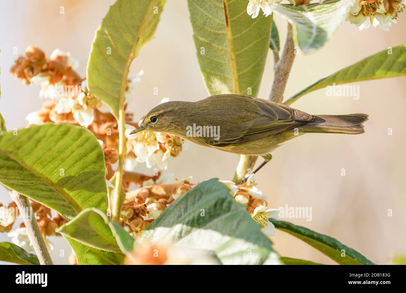 chiffchaff comune, (Phylloscopus collybita) cercando insetti in fiore di medlar comune. Spagna Foto Stock