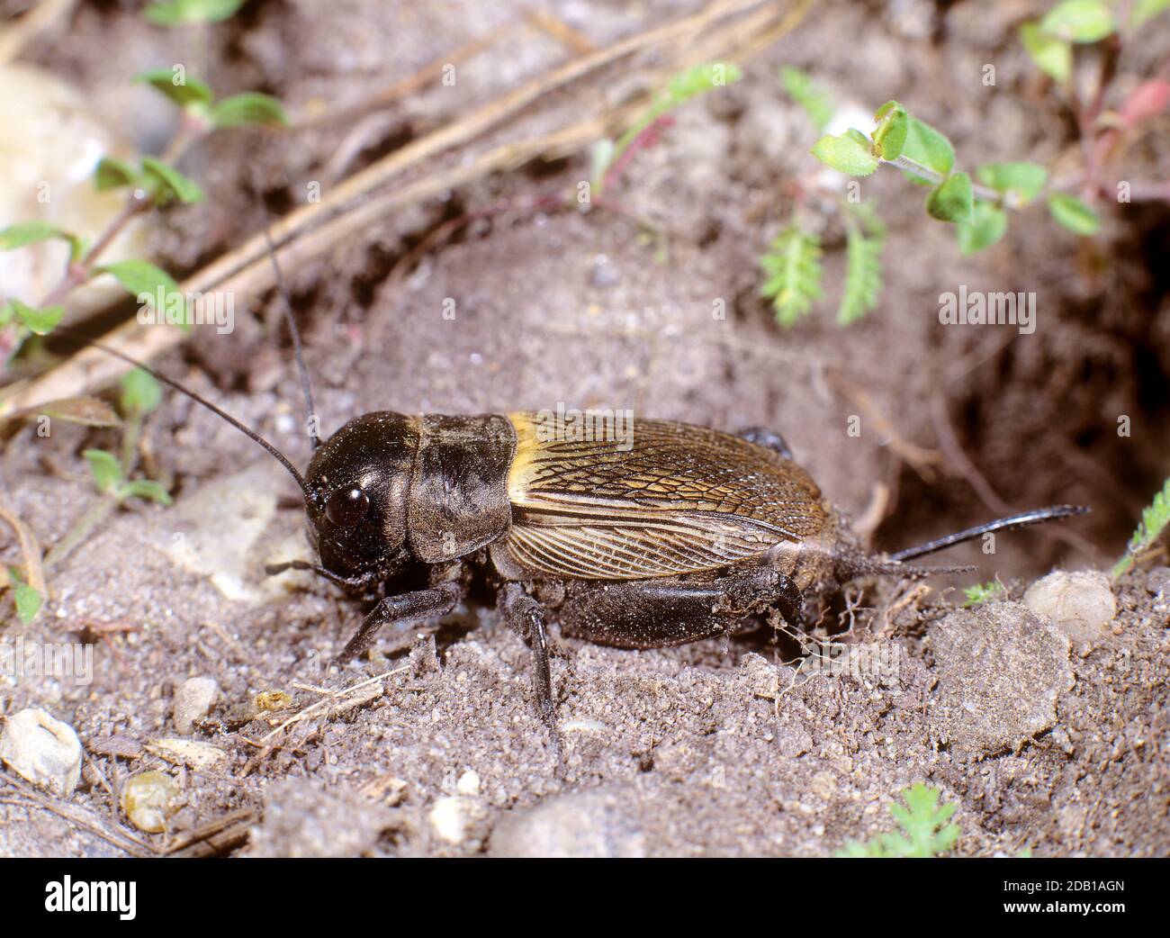 Campo Cricket (Gryllus campestris) di fronte al suo burrone, prendendo un bagno di sole. Austria Foto Stock