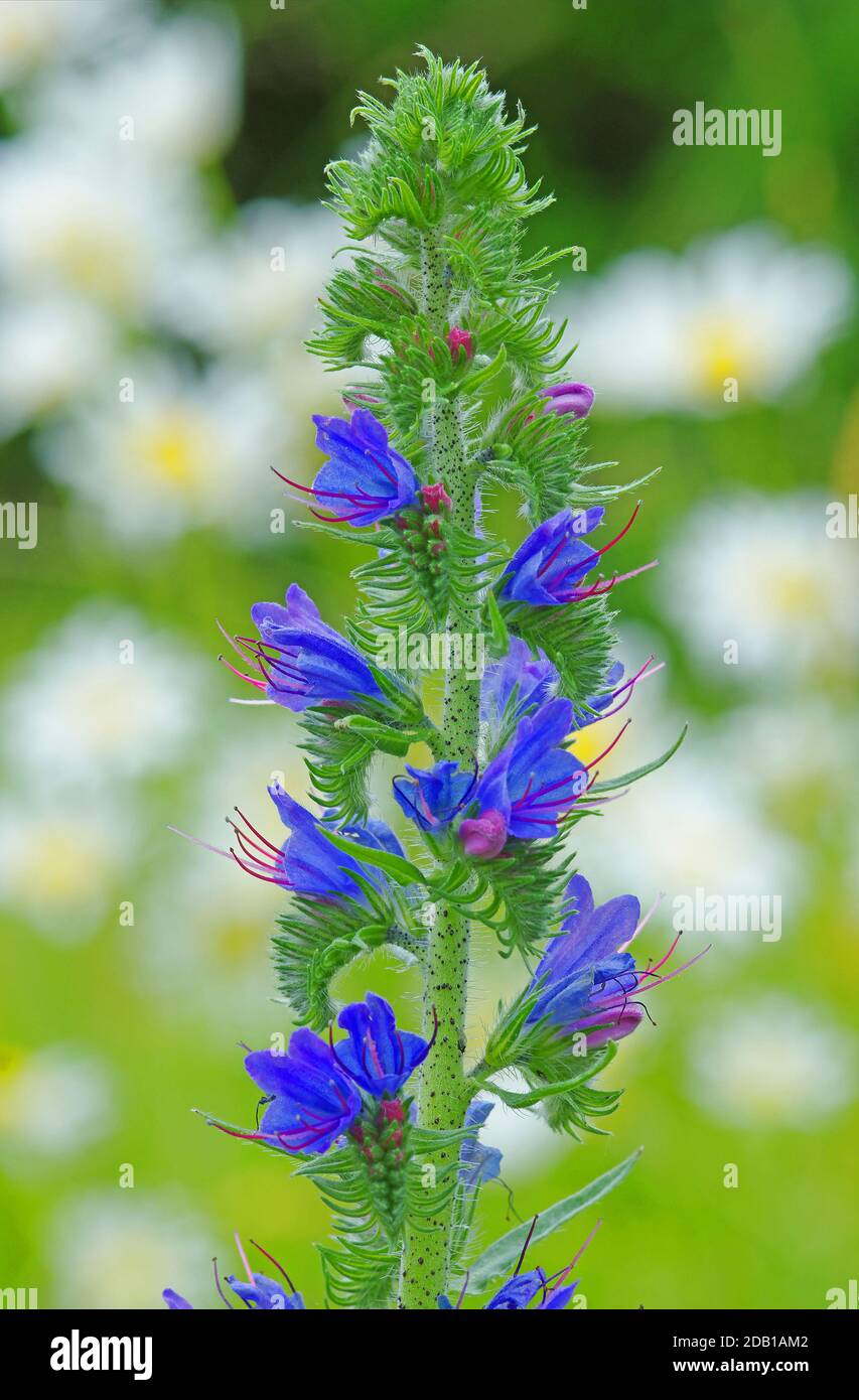 Vipers Bugloss (Echium vulgare), inflorecence. Germania Foto Stock