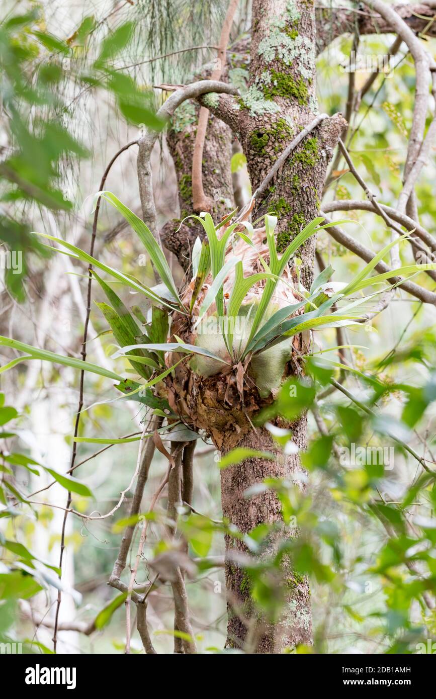 Le piante di Elkhorn (platycerium bifurcatum) e le viti comuni di Silkpod (Parsonsia straminea) nella foresta pluviale litoranea sulla penisola della testa Nera, Austen. Foto Stock