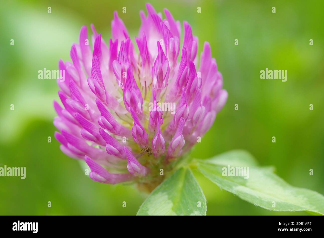 Trifoglio rosso (Trifolium pratense), fiore. Germania Foto Stock