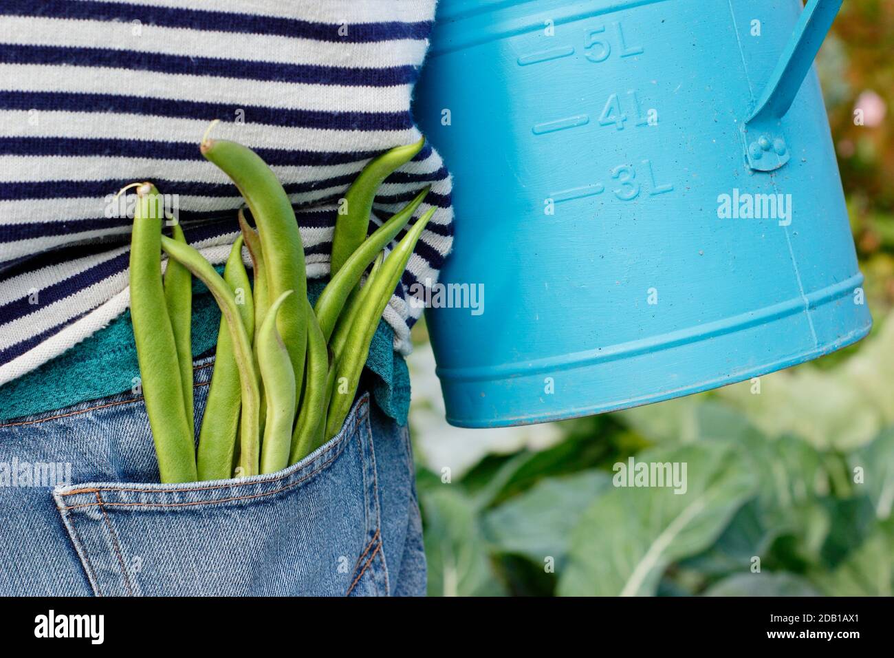 Giardiniere annaffiatura suburbana indietro giardino ortaggio trama con annaffiatura lattine dopo aver raccolto fagioli coltivati a casa. REGNO UNITO Foto Stock