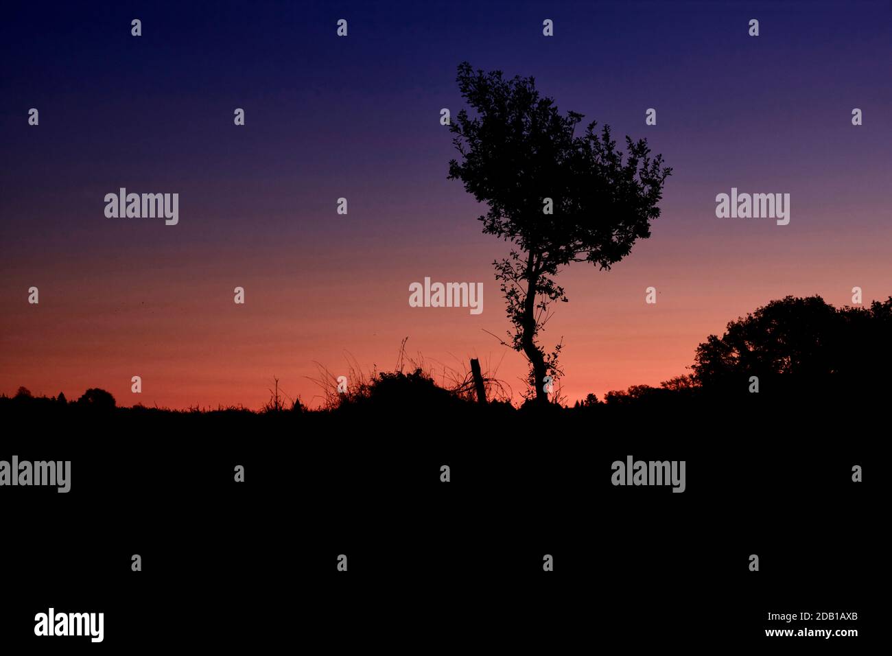 Baumsilhouette vor Sonnenaufgang Foto Stock