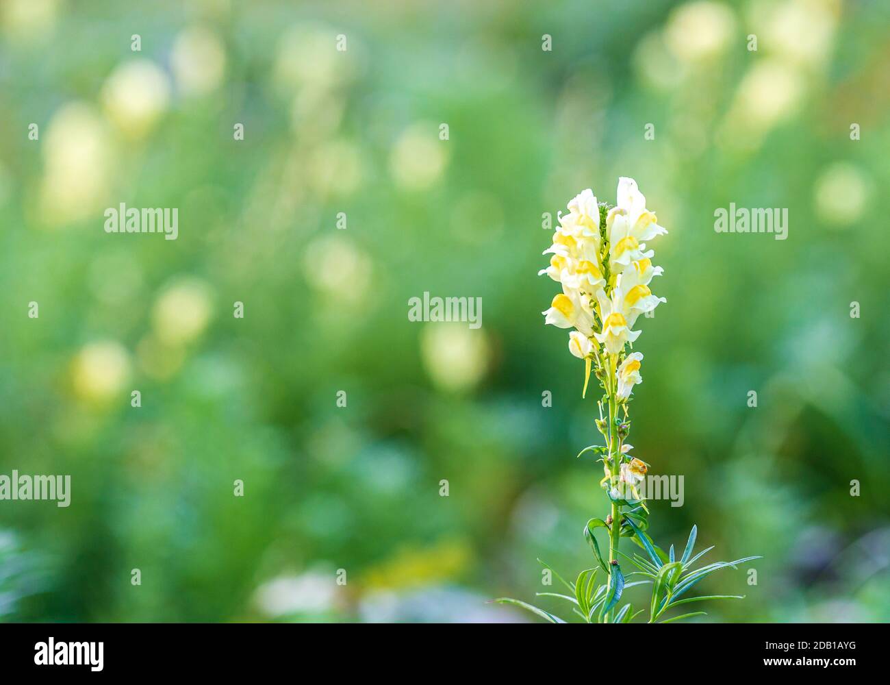 Fioritura campo di fiori giallo toadflax o Linaria vulgaris fiori Foto Stock