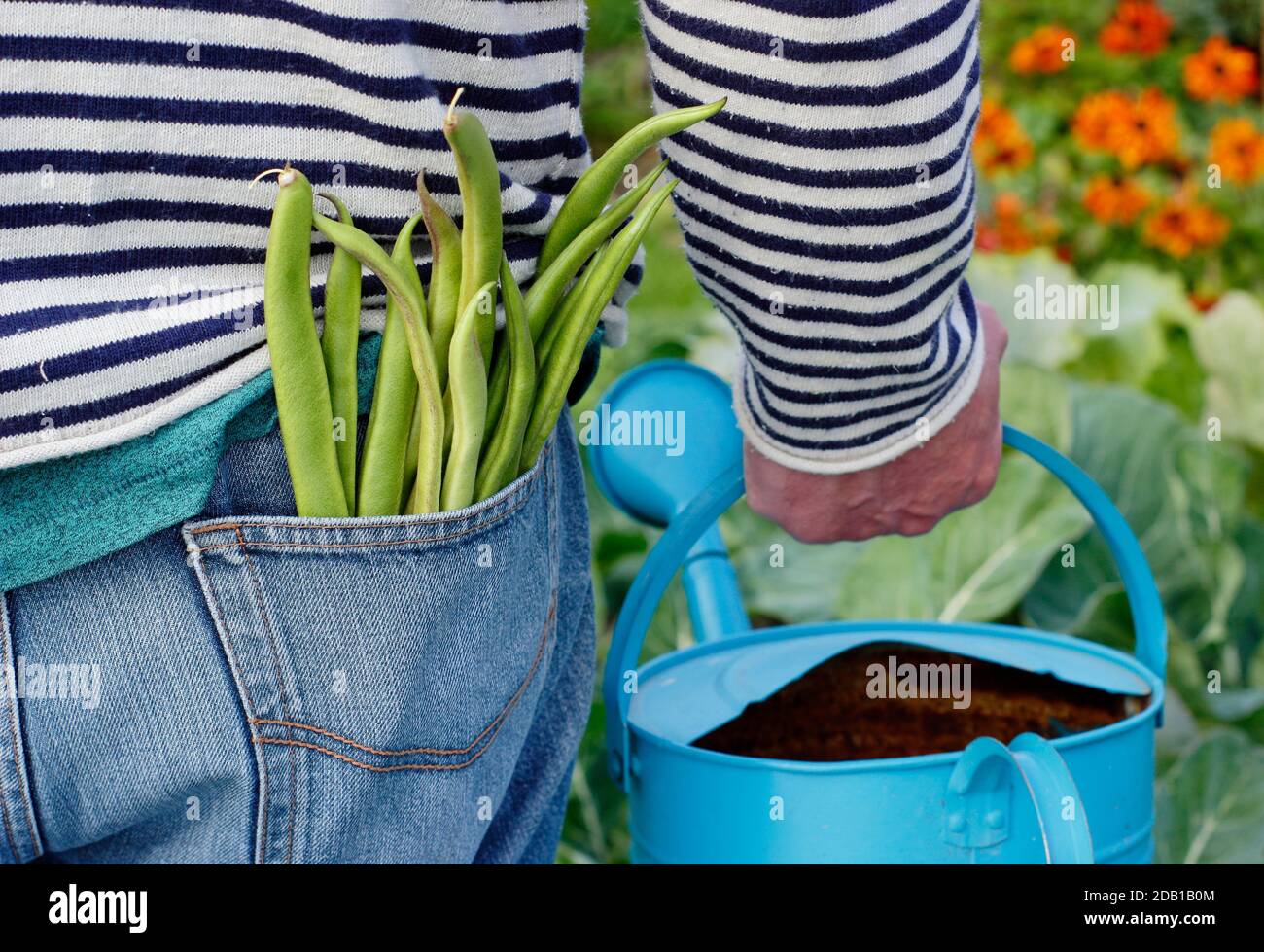 Annaffiatoio. Innaffiare il giardino. Irrigazione giardiniere appezzamento di orto posteriore periferico con annaffiatoio dopo la raccolta di fagioli corallini. REGNO UNITO Foto Stock