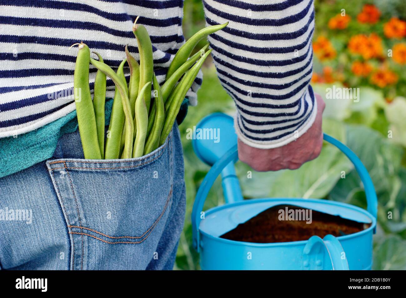 Giardiniere annaffiatura suburbana indietro giardino ortaggio trama con annaffiatura lattine dopo aver raccolto fagioli coltivati a casa. REGNO UNITO Foto Stock