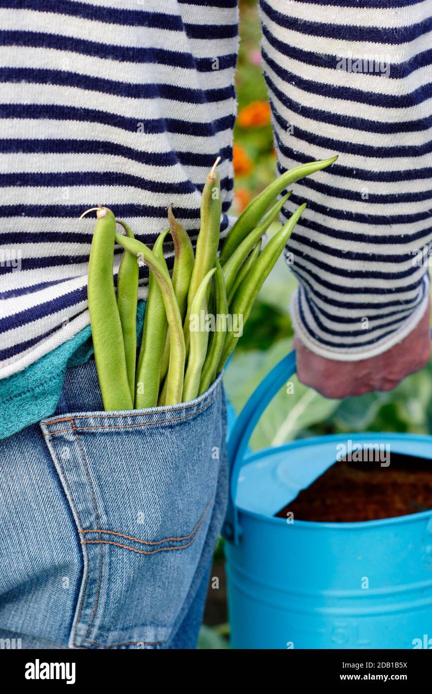 Giardiniere annaffiatura suburbana indietro giardino ortaggio trama con annaffiatura lattine dopo aver raccolto fagioli coltivati a casa. REGNO UNITO Foto Stock