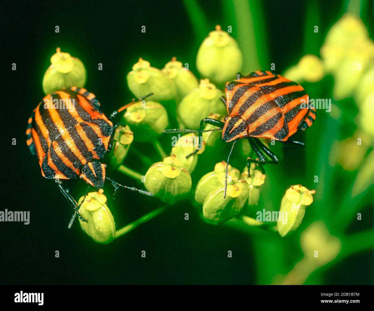 Protezione a strisce Bug (Graphosoma italicum). Due individulas su fiori gialli. Francia Foto Stock