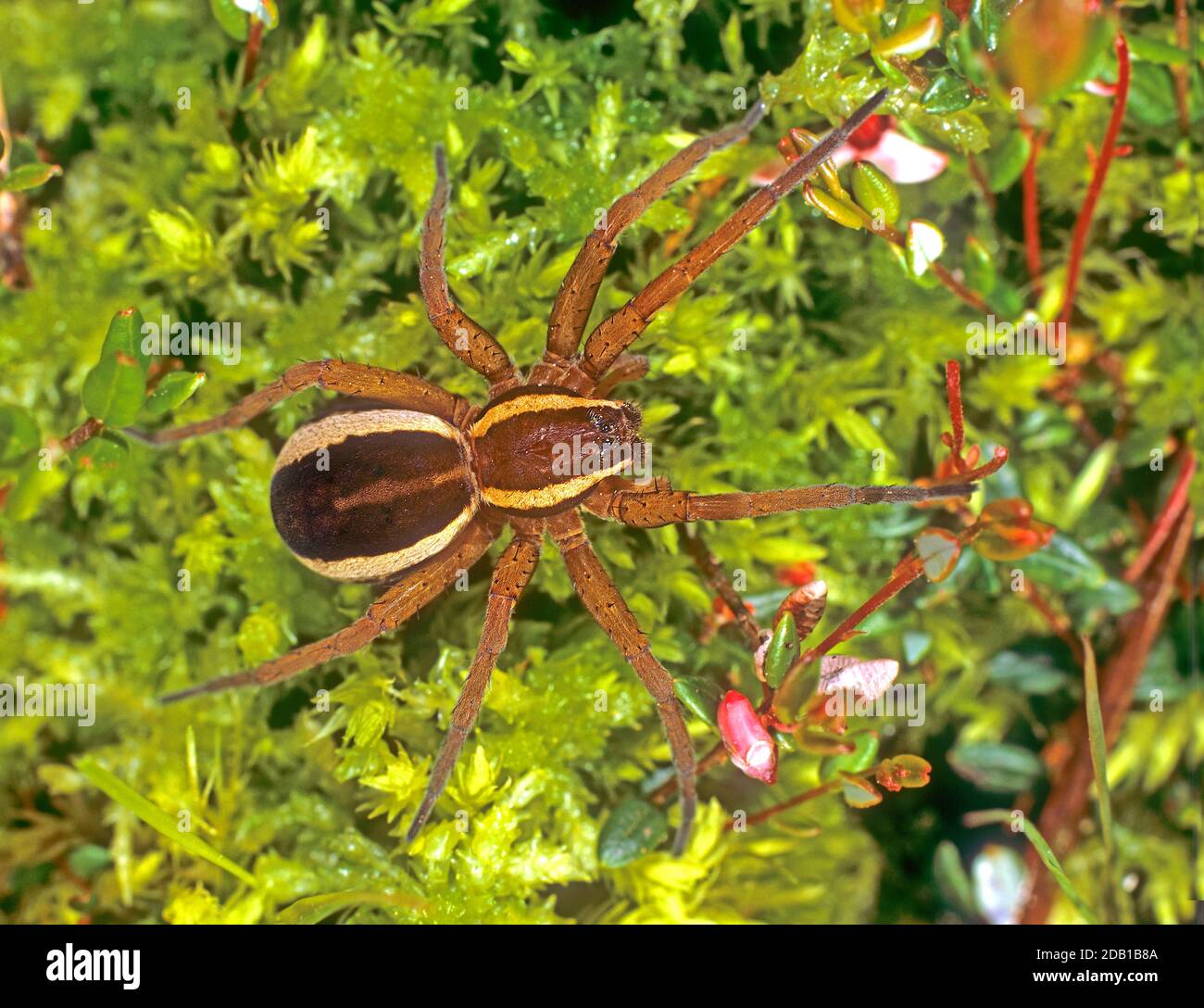 Fraft Spider, Fimbriate Fishing Spider (Dolomedes fimbriatus) in una palude. Germania Foto Stock