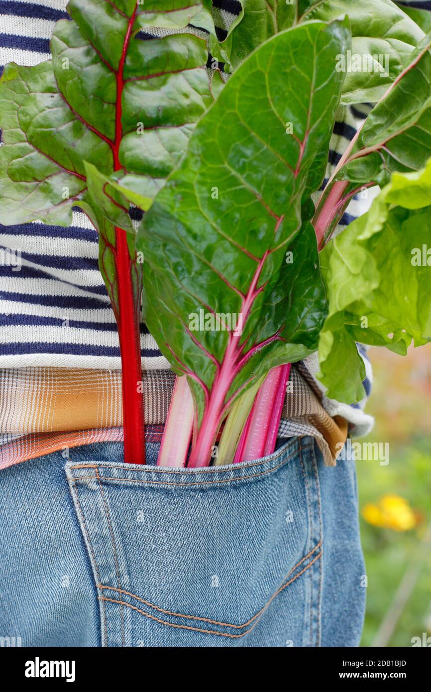 Giardiniere che raccoglie ortaggi coltivati in casa tra cui il bietino svizzero arcobaleno (nella foto) nel suo terreno vegetale suburbano. REGNO UNITO Foto Stock