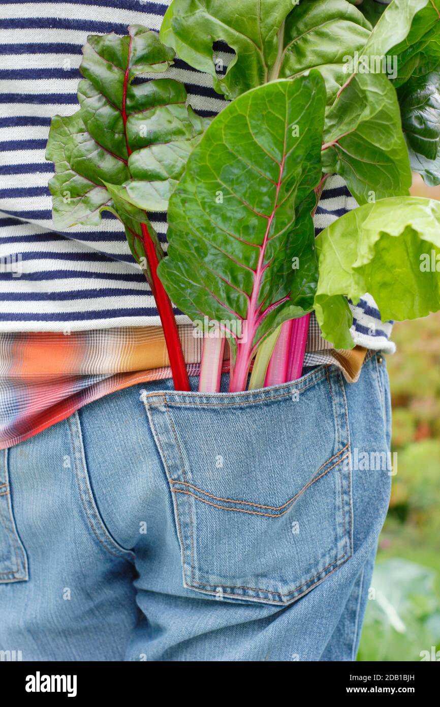 Uomo che fa giardinaggio. Giardiniere che raccoglie il frutteto svizzero coltivato in casa nel suo orto di periferia. REGNO UNITO Foto Stock