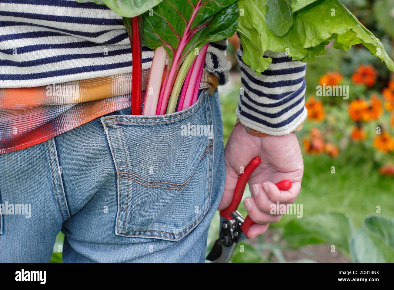 Giardiniere che raccoglie ortaggi coltivati in casa tra cui il bietino svizzero arcobaleno (nella foto) nel suo terreno vegetale suburbano. REGNO UNITO Foto Stock
