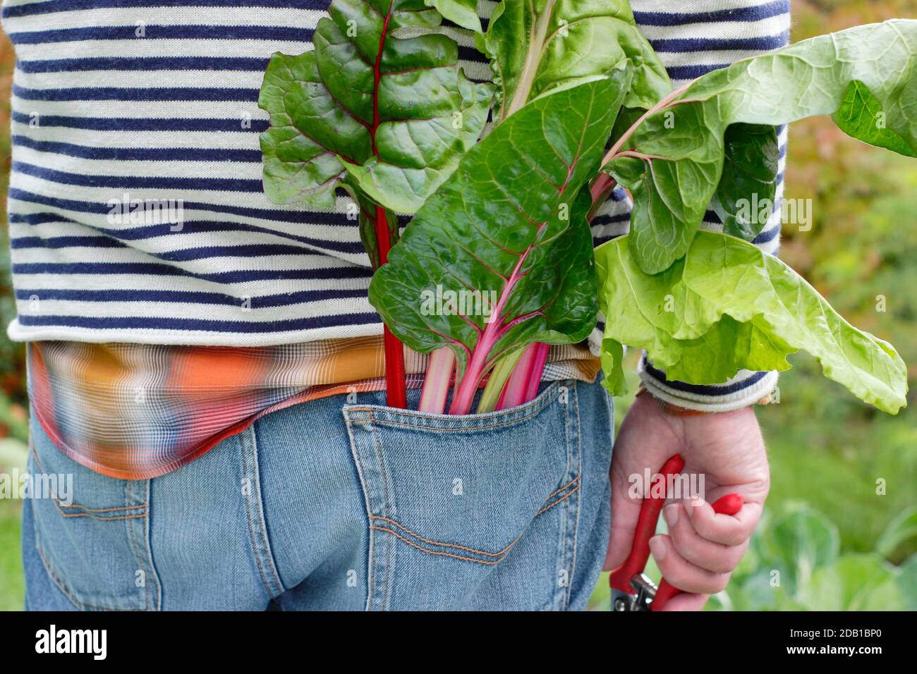 Uomo che fa giardinaggio. Giardiniere che raccoglie il frutteto svizzero coltivato in casa nel suo orto di periferia. REGNO UNITO Foto Stock