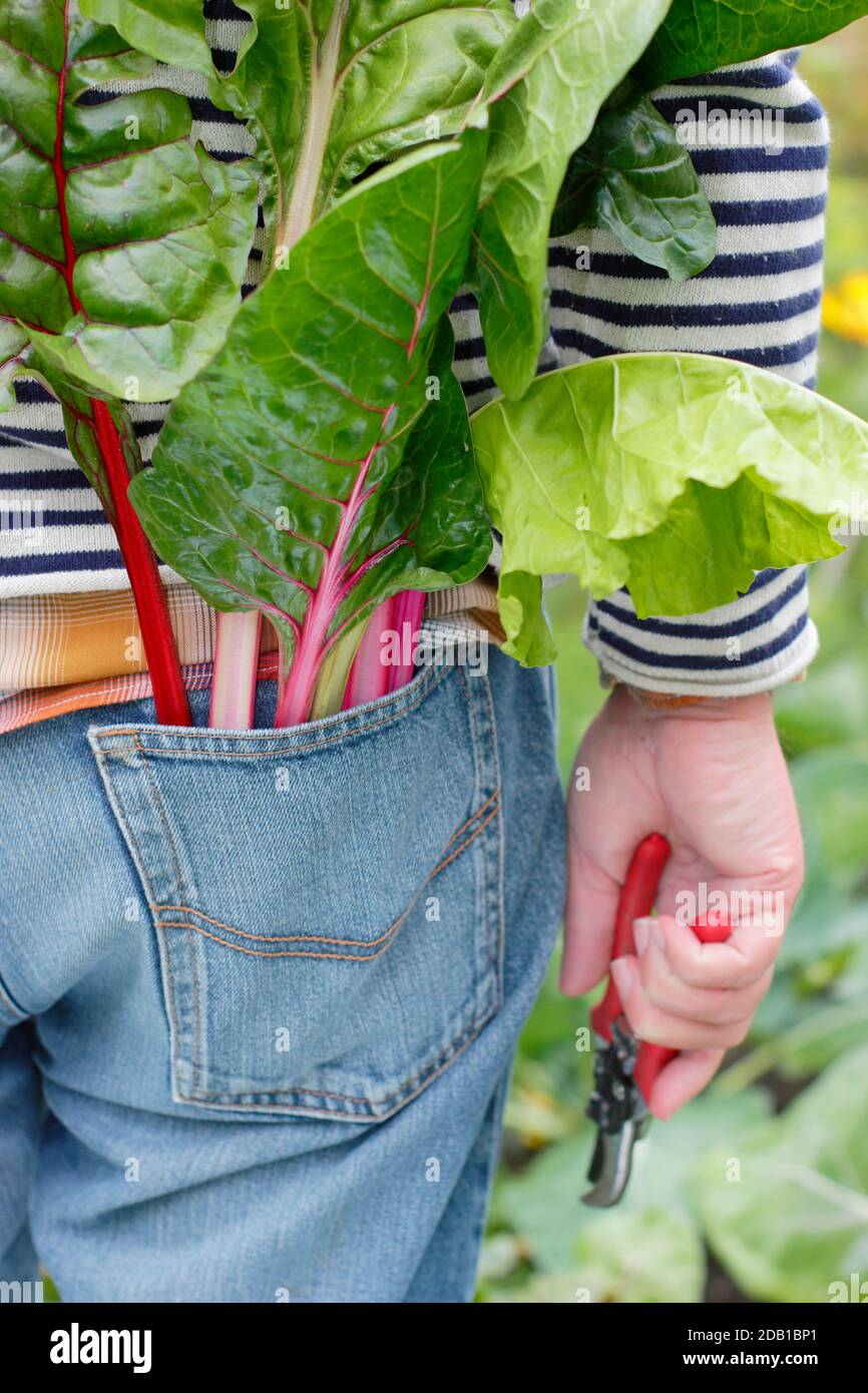 Uomo che fa giardinaggio. Giardiniere che raccoglie il frutteto svizzero coltivato in casa nel suo orto di periferia. REGNO UNITO Foto Stock