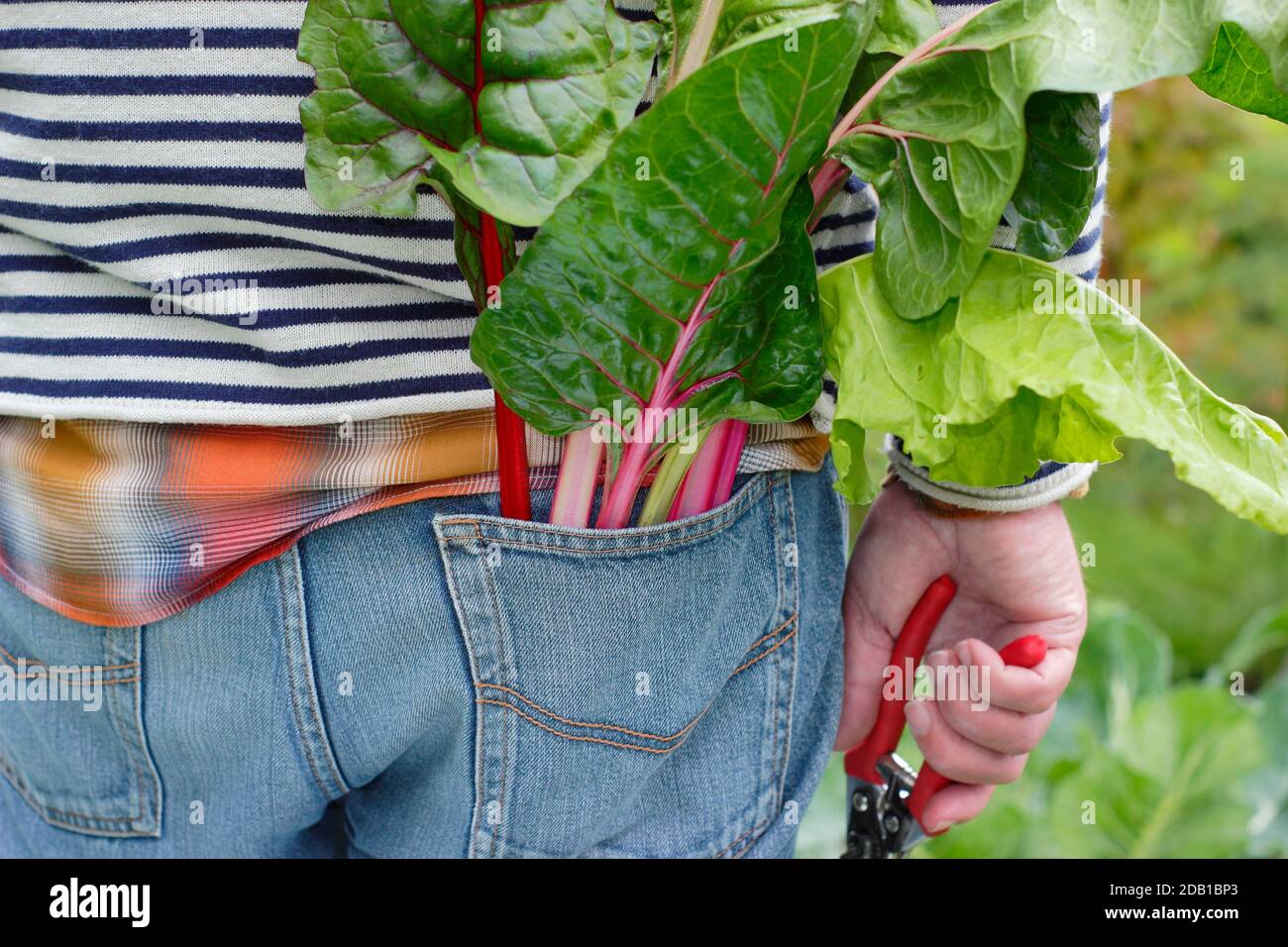 Giardiniere che raccoglie ortaggi coltivati in casa tra cui il bietino svizzero arcobaleno (nella foto) nel suo terreno vegetale suburbano. REGNO UNITO Foto Stock