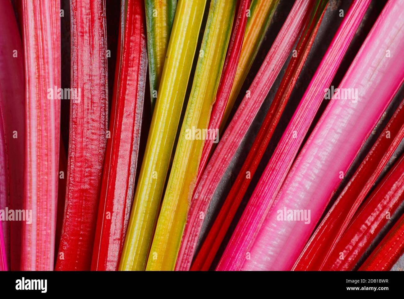 Chard. Beta vulgaris "Bright Lights". Frutteto svizzero arcobaleno appena raccolto che presenta sfumature caratteristiche. REGNO UNITO Foto Stock