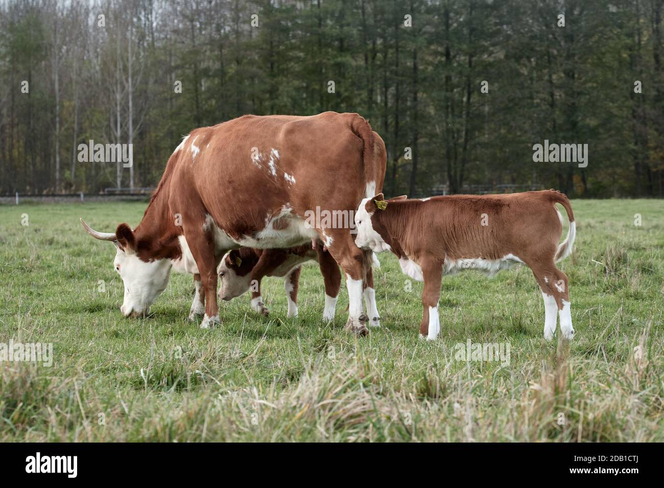 Hereford bovini di manzo e giovani vitelli di vacca che pascolano in pascolo Foto Stock