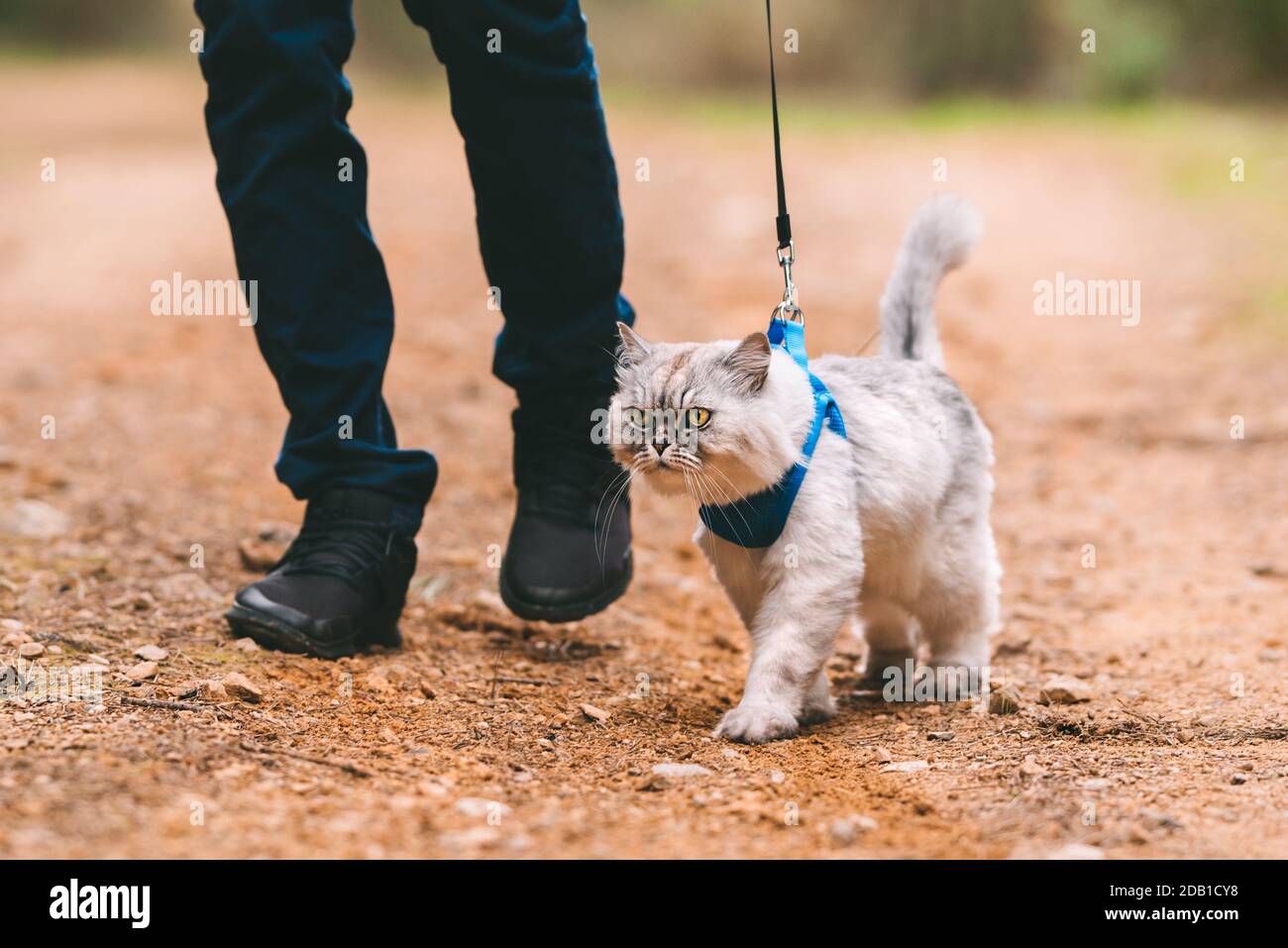 Uomo che cammina il gatto su imbracatura e guinzaglio per animali domestici. Persone e animali domestici. Persone e animali domestici Foto Stock