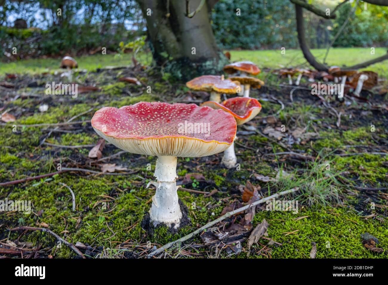 Grandi farine rosse macchiate agariche (Amanita muscaria) toadstools (corpi fruttanti) nel tardo autunno / inizio inverno in Surrey, Inghilterra Foto Stock