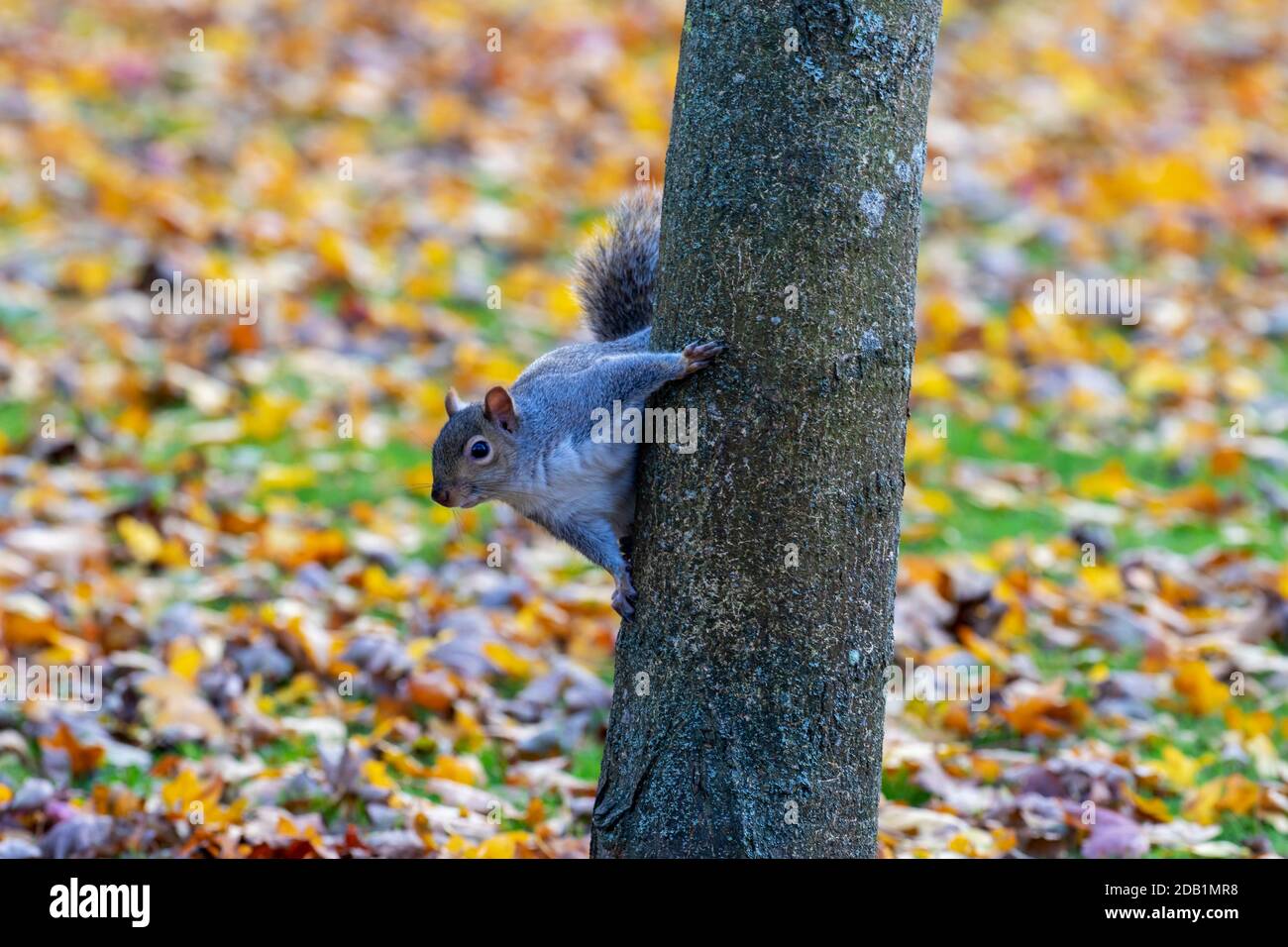 Lo scoiattolo grigio sale il tronco dell'albero e si tiene con artigli affilati. Giardini botanici, Dublino, Irlanda. Anche scoiattolo grigio o "Sciurus carolinensis" Foto Stock