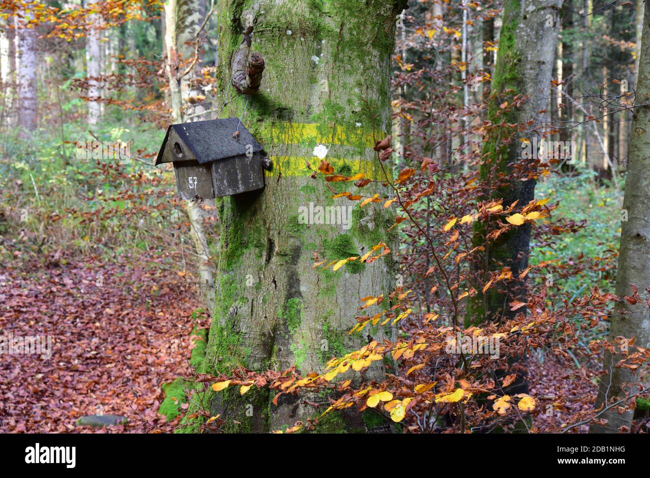 Nest box in una foresta mista in Svevia, Baviera, Germania, Europa Foto Stock