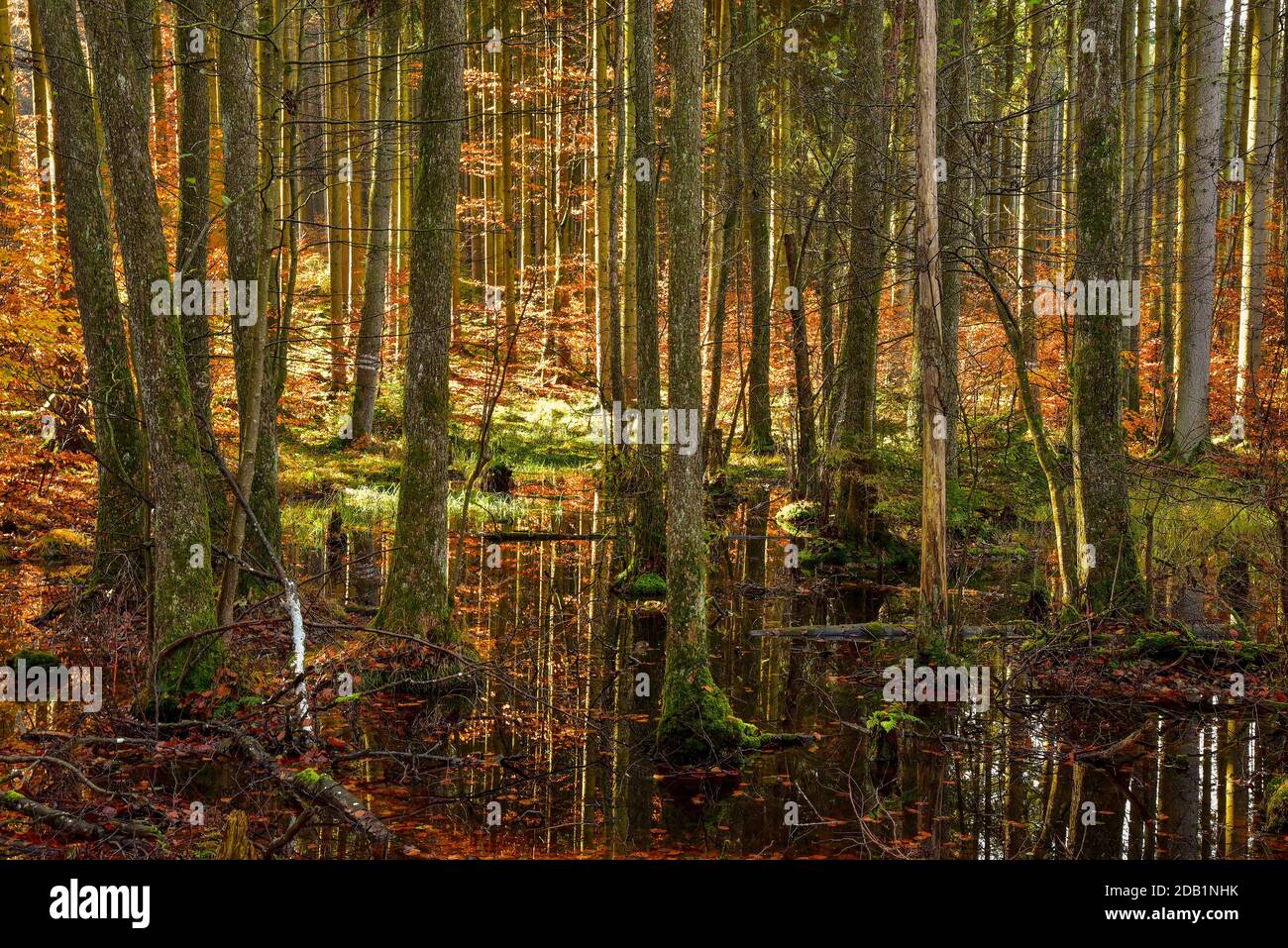 La foresta mista di colore autunnale si riflette in uno stagno nel Parco Naturale delle foreste occidentali vicino ad Ausgburg, Swabia, Baviera, Germania Foto Stock