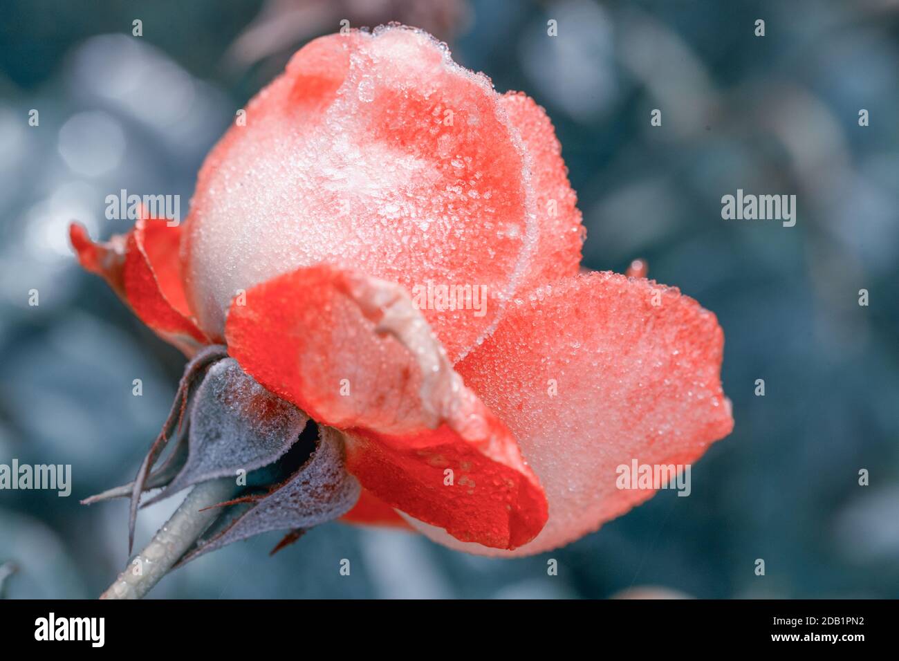 Splendida coral rose fiori nel giardino vicino. Effetto oscurata Foto Stock