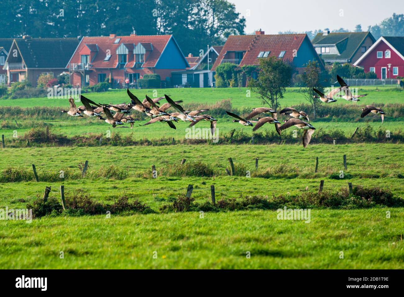 An der Nord- und Ostseeküste sind Fälle von Geflügelpest bei Erbringung und Verkaufgetren Foto Stock