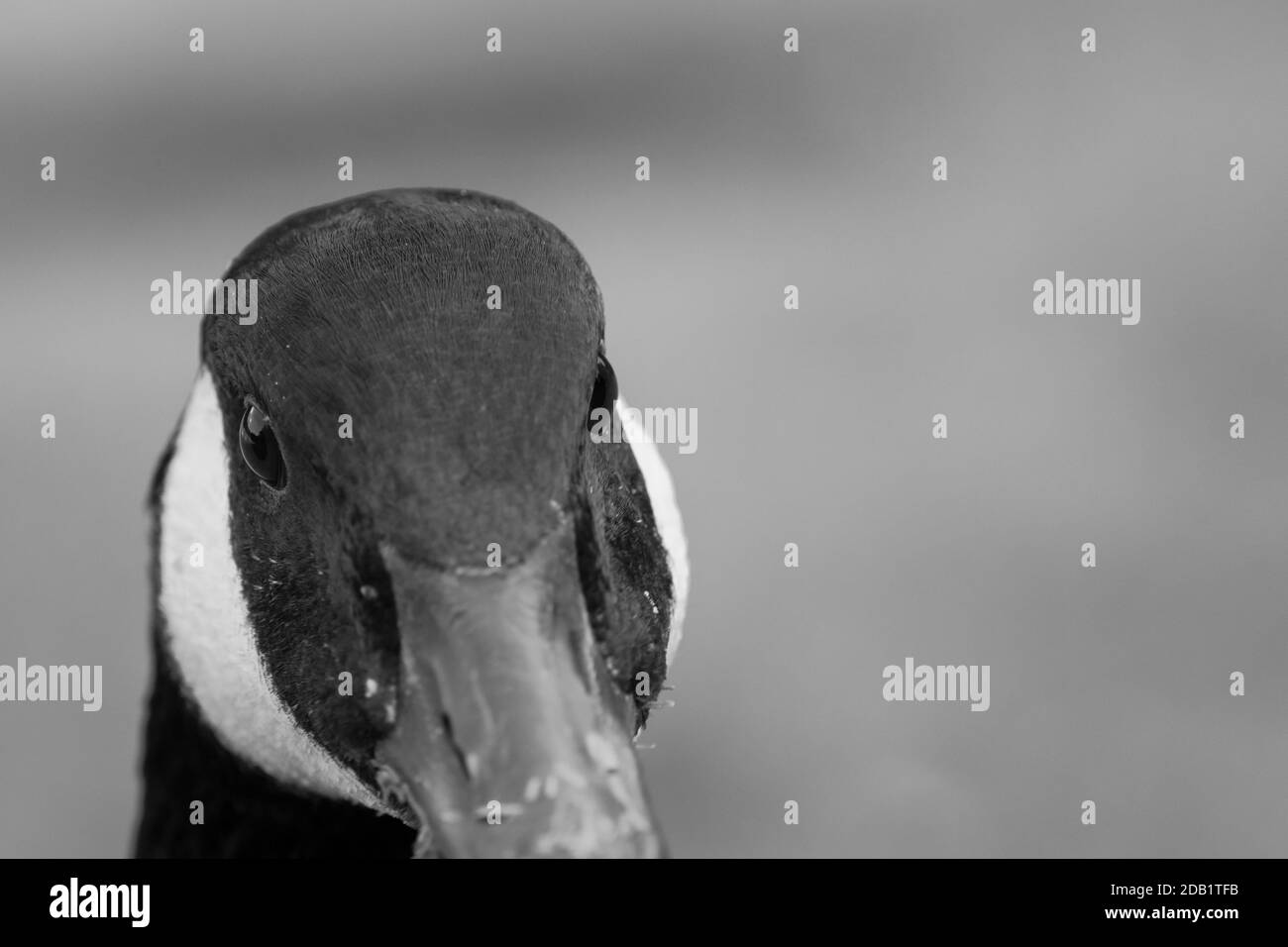 Canada Goose guardando la fotocamera da vicino con due occhi. Foto Stock