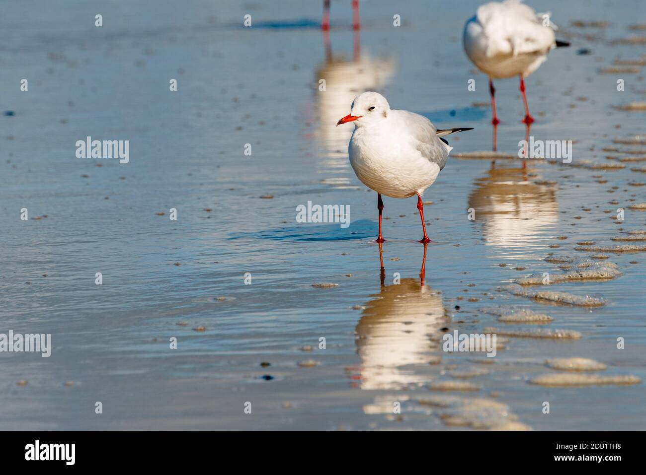 An der Nord- und Ostseeküste sind Fälle von Geflügelpest bei Erbringung und Verkaufgetren Foto Stock