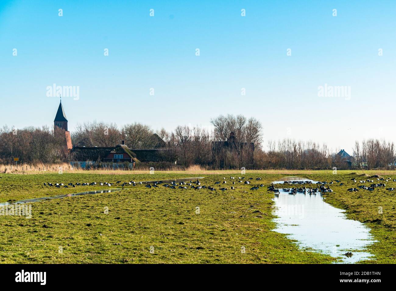 An der Nord- und Ostseeküste sind Fälle von Geflügelpest bei Erbringung und Verkaufgetren Foto Stock