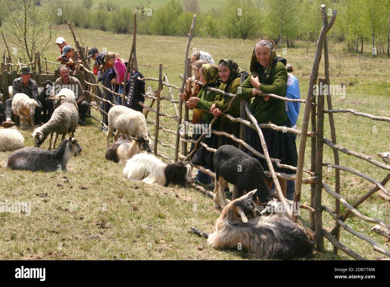 Maramures, Romania. Evento primaverile quando il ovile è organizzato prima di dirigersi verso i pascoli di montagna. Persone che guardano il processo di mungitura. Foto Stock
