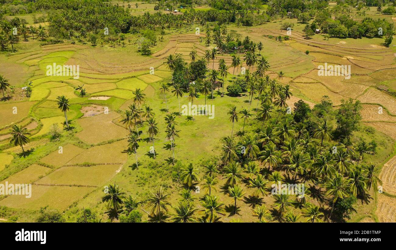 Vista aerea delle terrazze di riso nelle Filippine. Piantagioni di riso in Asia. Foto Stock