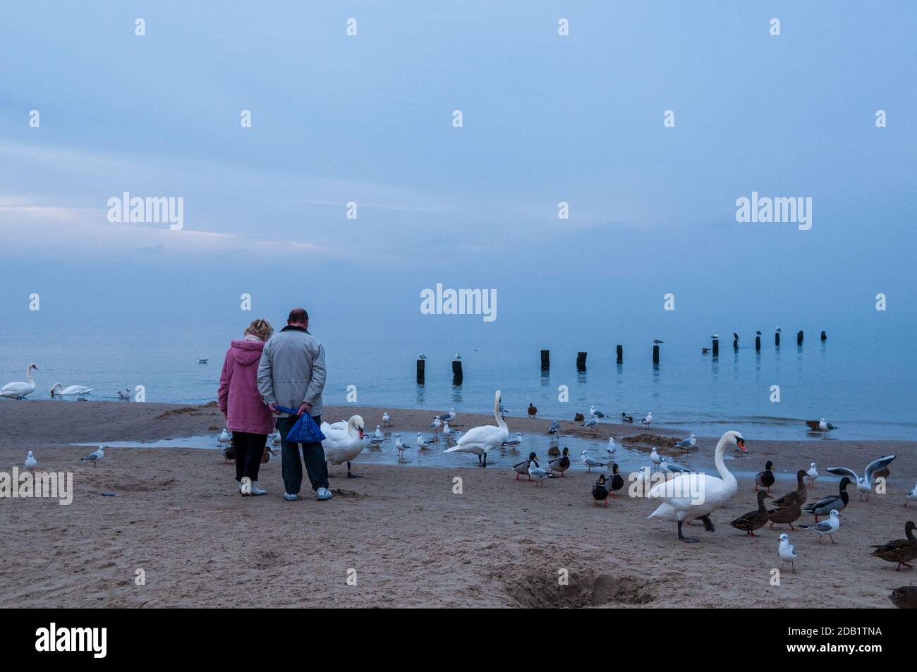 An der Nord- und Ostseeküste sind Fälle von Geflügelpest bei Erbringung und Verkaufgetren Foto Stock