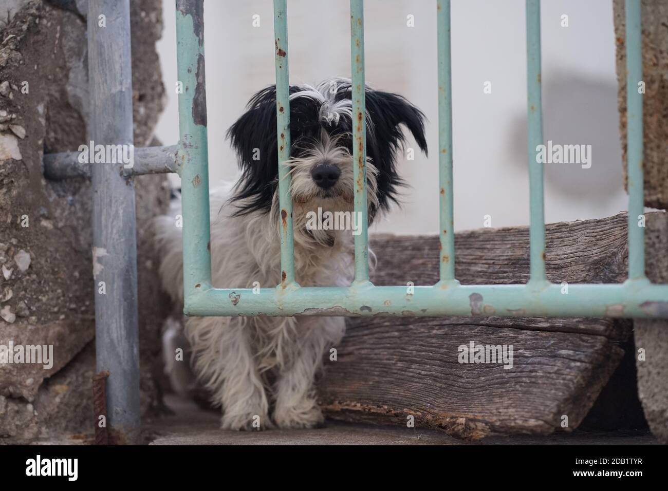 Cane solo Foto Stock