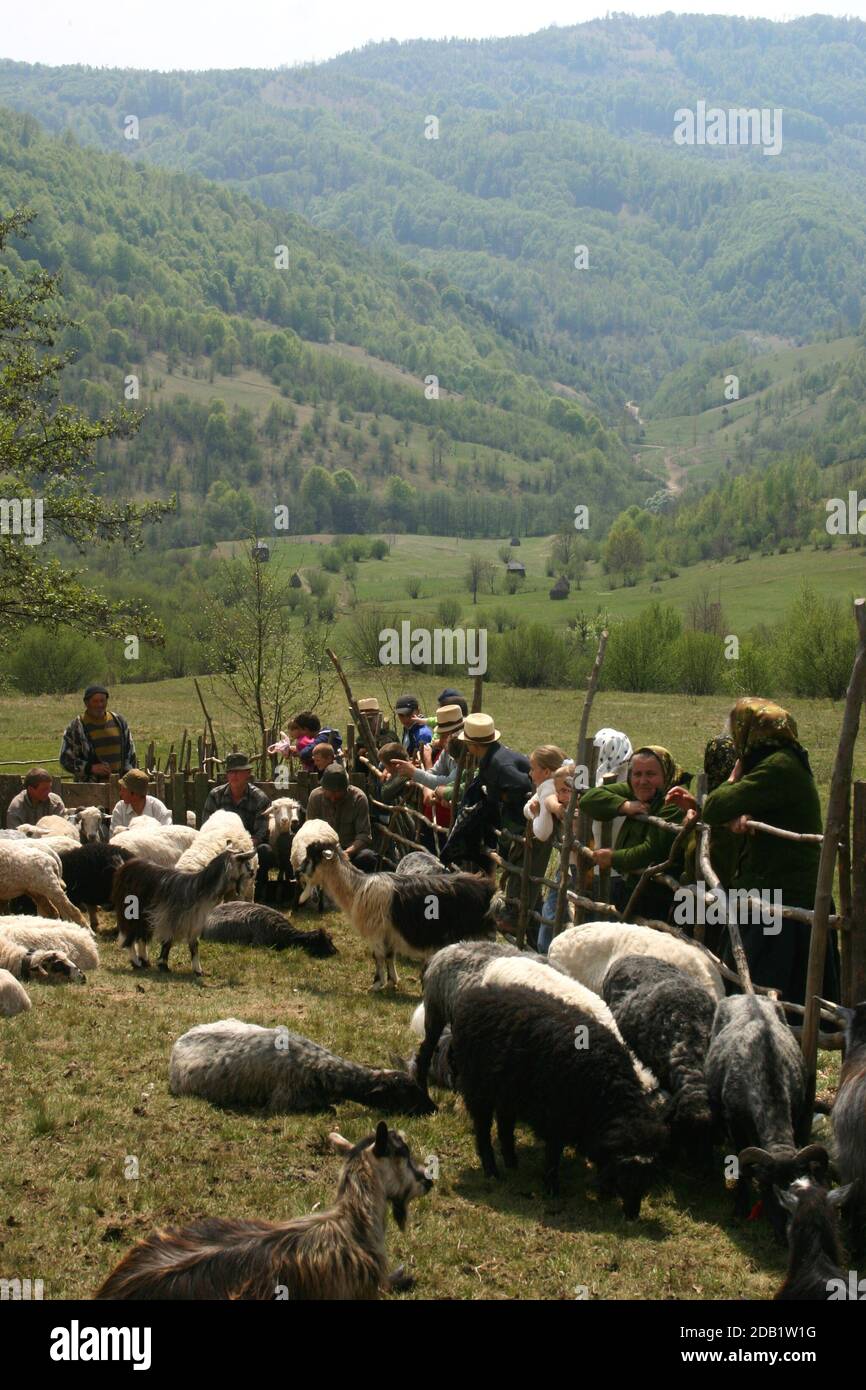 Maramures, Romania. Evento primaverile quando il ovile è organizzato prima di dirigersi verso i pascoli di montagna. Pastori che mungono pecore e capre. Foto Stock