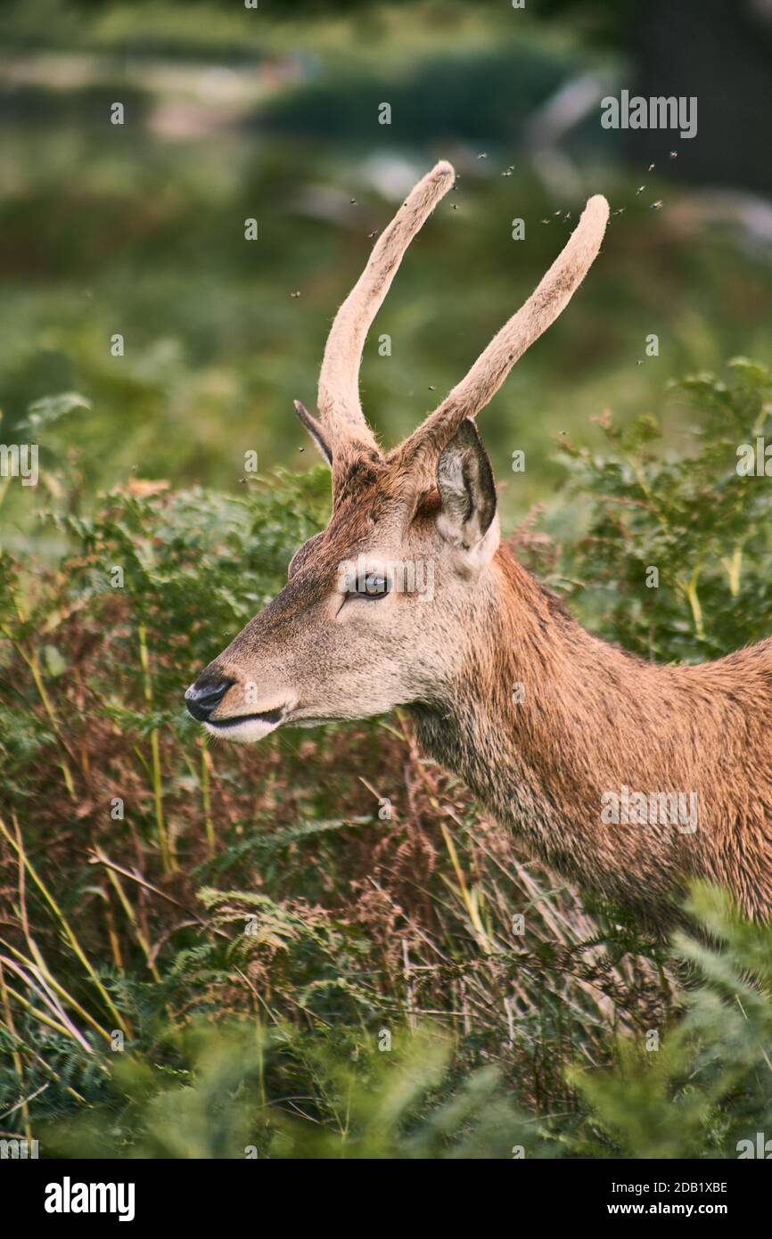 fotografia di un cervo Foto Stock